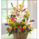 鲜花:紫色郁金香8支（季节性鲜花，预定前请先咨询），绿叶、满天星；手揉纸配合单面包装，法式蝴蝶结束扎。