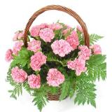鲜花:26枝粉色康乃馨、绿叶，手提篮