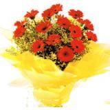 鲜花:16枝红色太阳花，黄莺饱满，明黄色玻璃纸多层包装