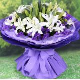 香水百合:666枝白玫瑰，紫色皱纹纸，白色纱网圆形包装